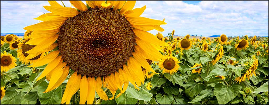 Discover a New World with Camera Basics