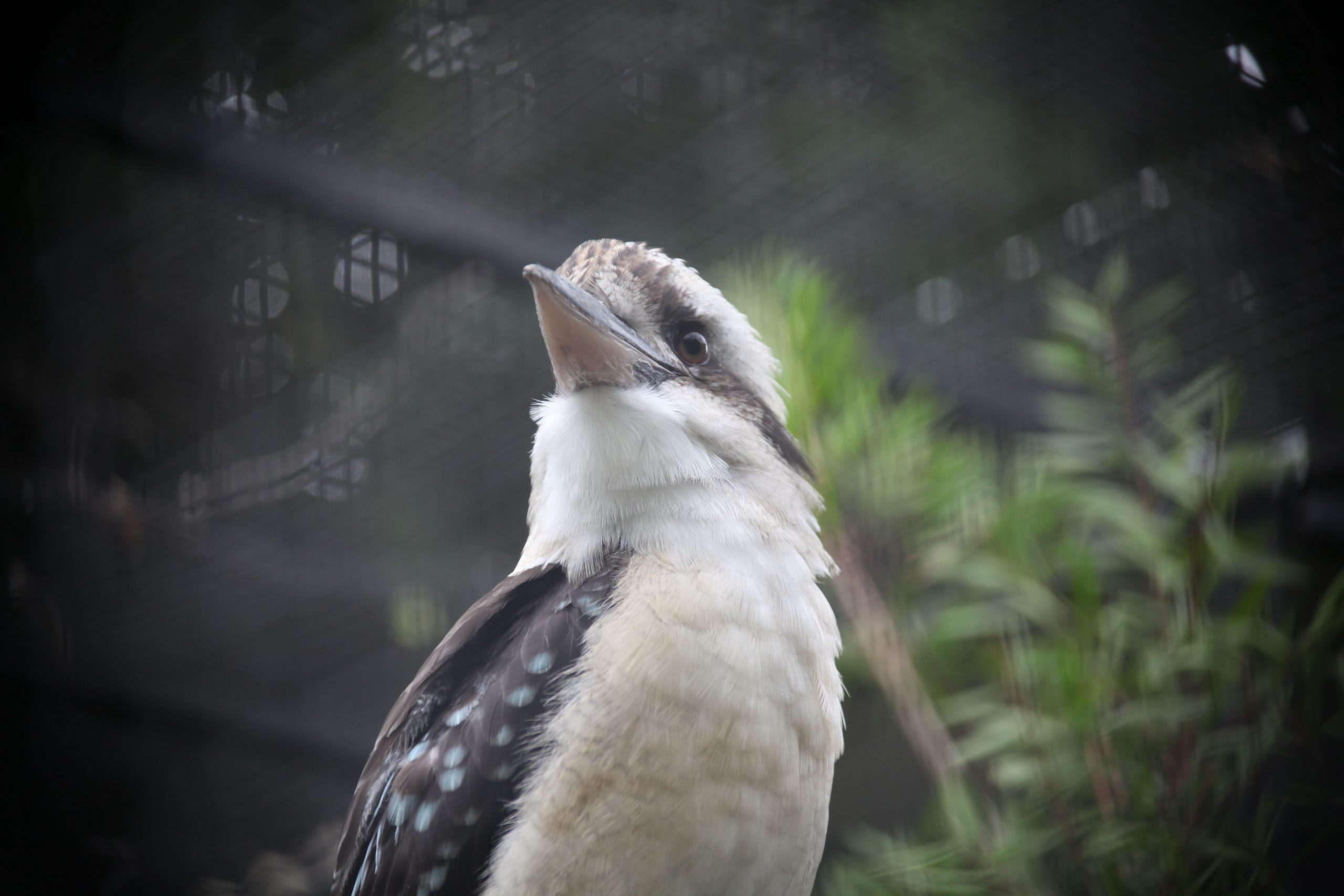 LONE PINE Koala Sanctuary LONE PINE Koala Sanctuary