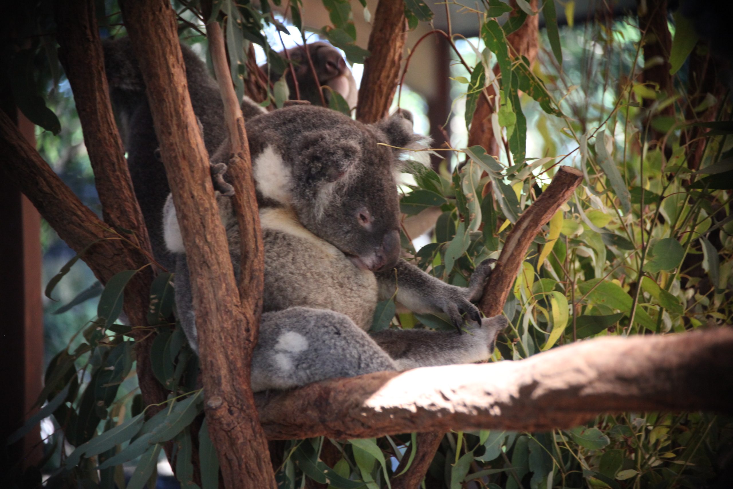 LONE PINE Koala Sanctuary LONE PINE Koala Sanctuary