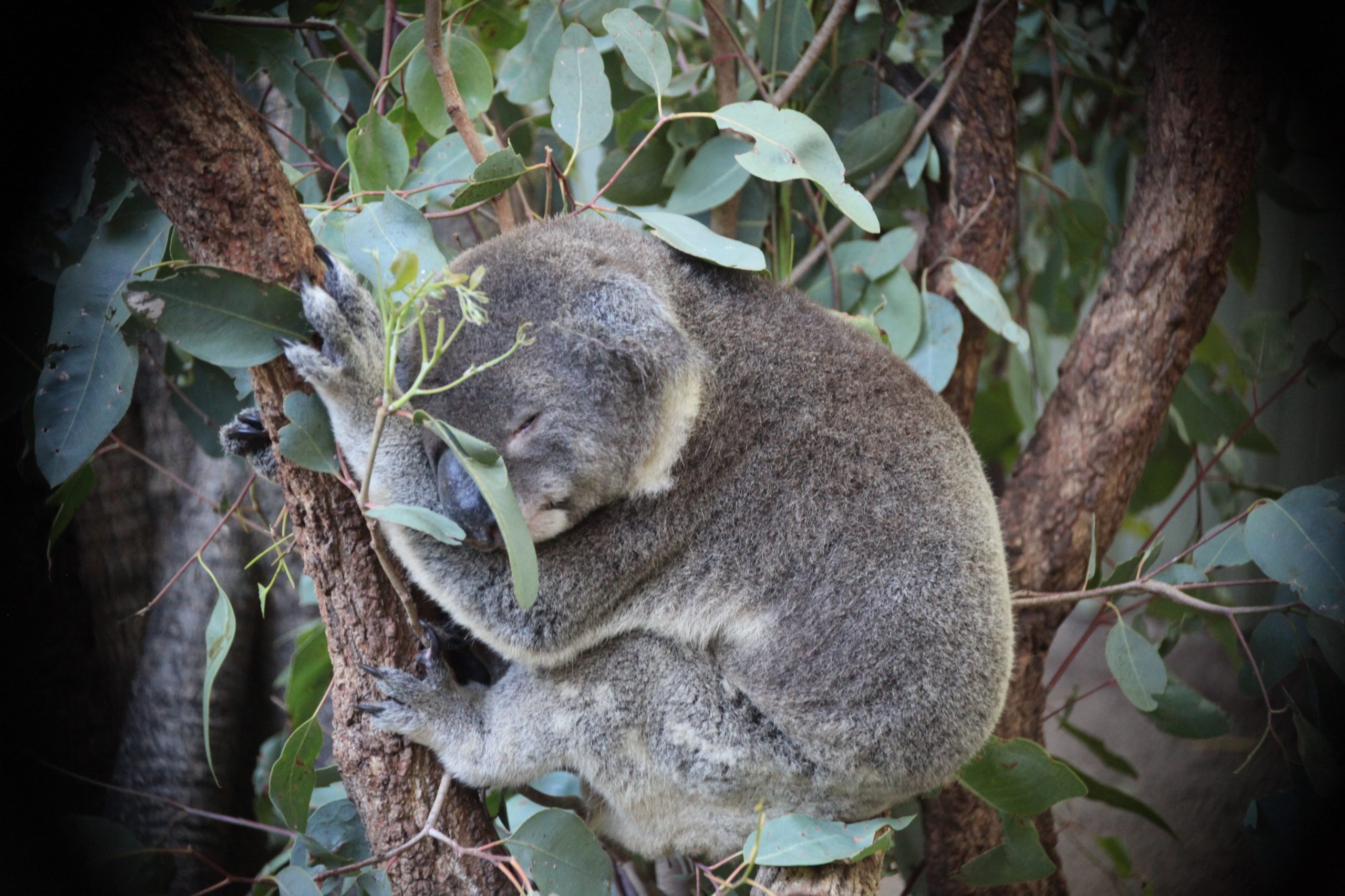 LONE PINE Koala Sanctuary LONE PINE Koala Sanctuary